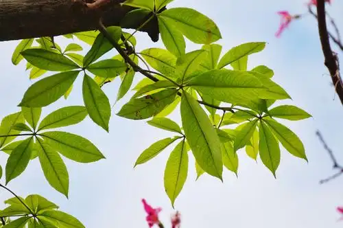 冬日里的异木棉