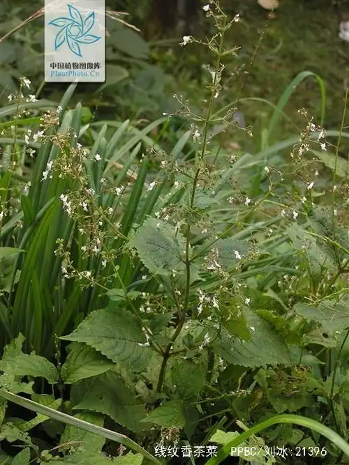 p>线纹香茶菜(学名: i> /i> i>isodon lophanthoides /i> (buchanan