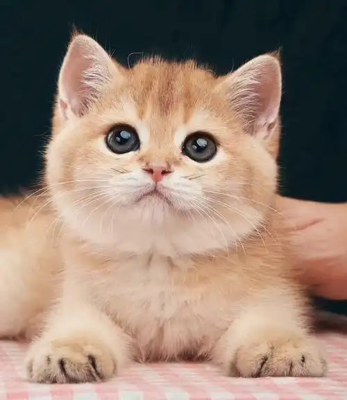 11分钟前 ·阅读72 wingbaby 关注 金渐层猫 点赞