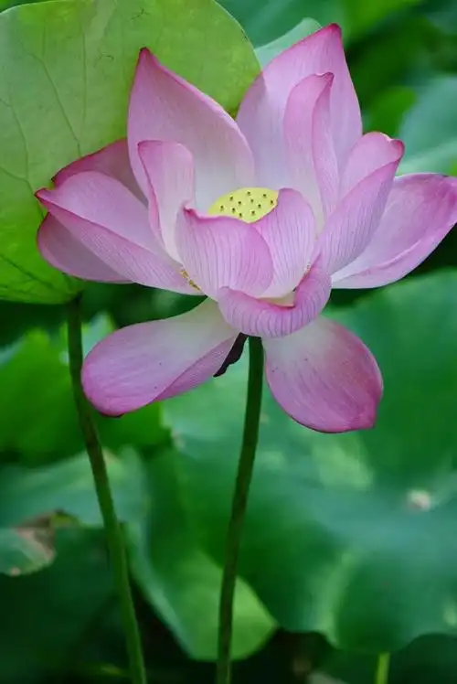 荷花是圣洁的代表,更是佛教神圣净洁的象征,看到荷花就到商雅,圣洁