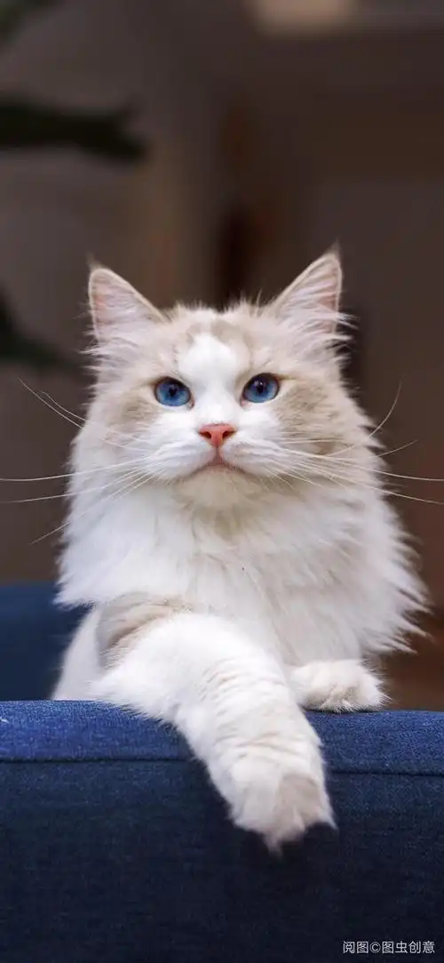 可爱优雅的小猫咪.