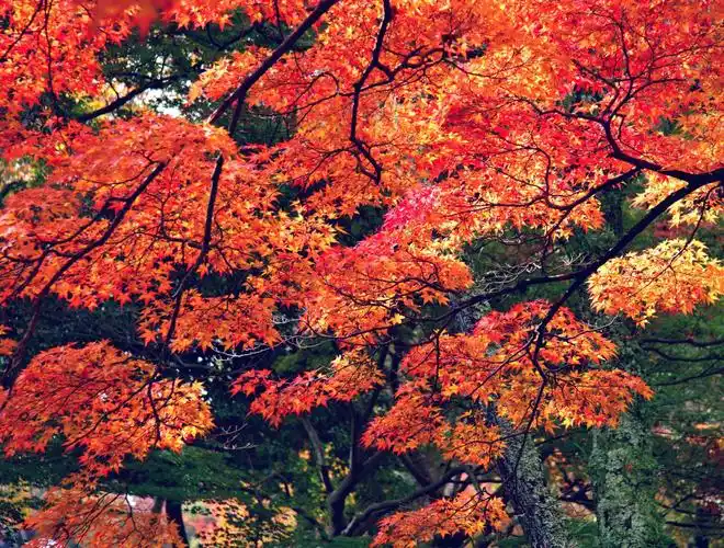 昂金莲~枫叶红了