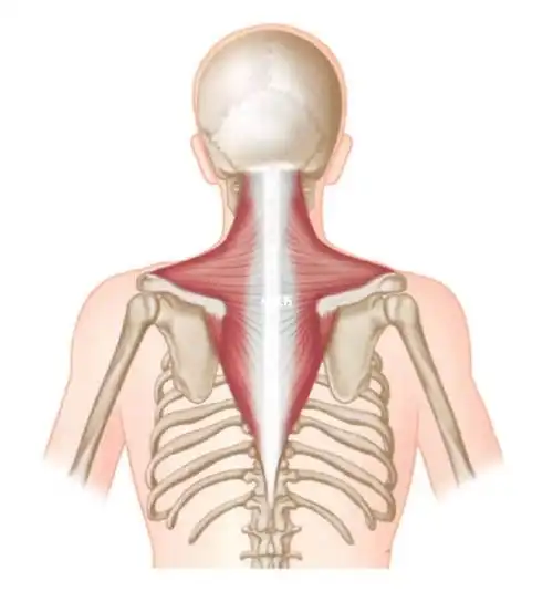 肌肉能量技术met斜方肌上部