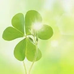 四叶草微信头像高清