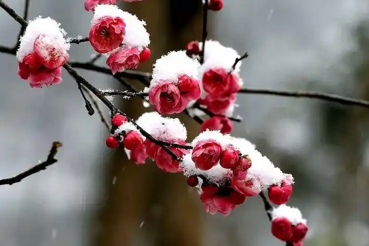 雪中红梅