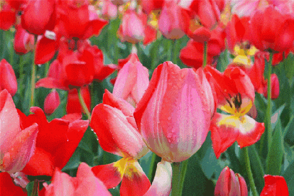 《咏百花之四十四》郁金香花.