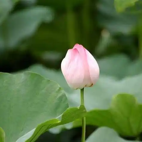 好风水莲花微信头像