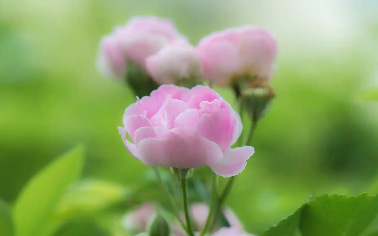 粉嫩养眼花卉唯美摄影图片高清壁纸~~唯美小清新粉色植物图片使你的