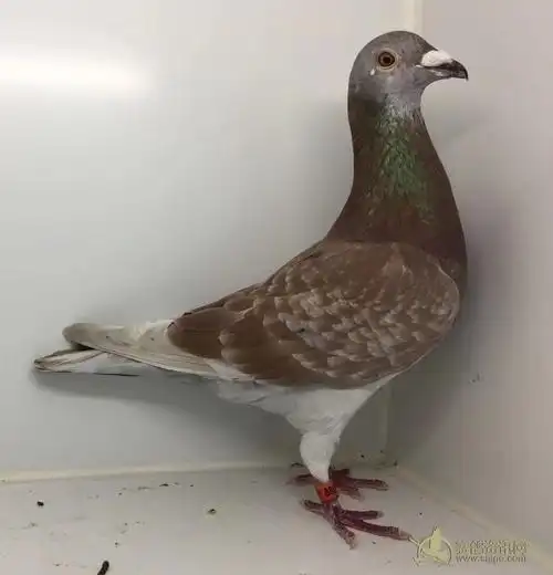 出售一羽2014年汕头名家(蔡贵雄)鸿翔赛鸽俱乐部红雨点300公里78名