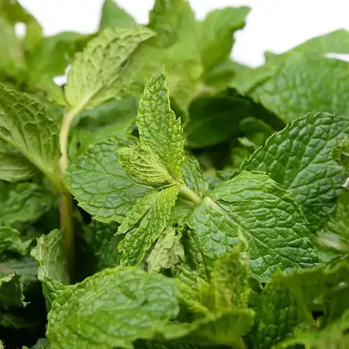柠檬薄荷叶新鲜薄荷叶食用泡水特级烘培包邮500g1斤留兰香薄荷