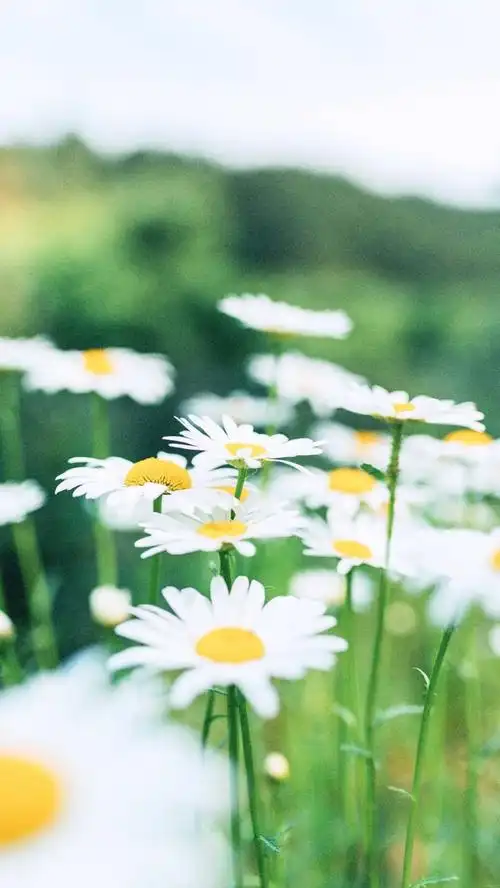 清新花朵花卉淡雅手机壁纸锁屏 最美的相遇不言过往