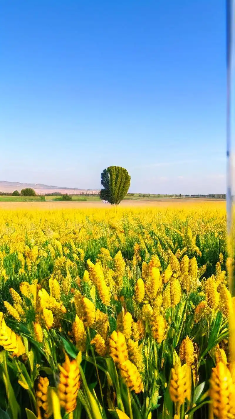 金色麦田手机壁纸9078 来看看这些绝美的金色麦田手机壁纸吧!