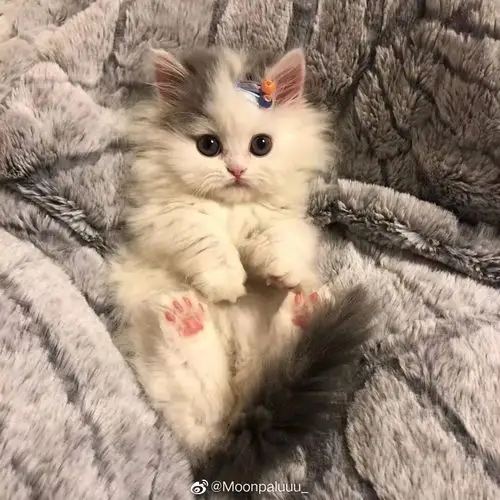 小奶猫实在是太可爱了5555