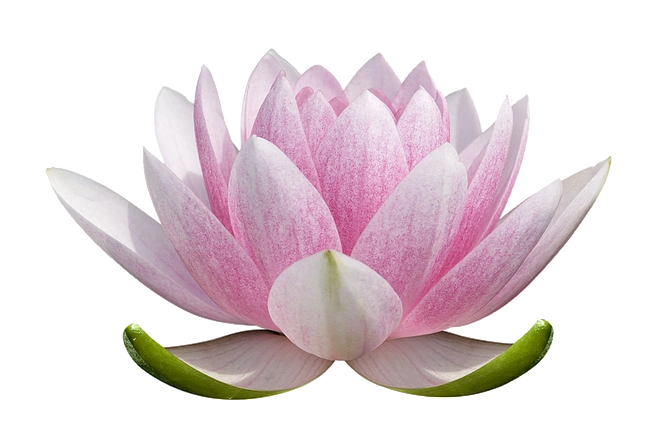 莲花png