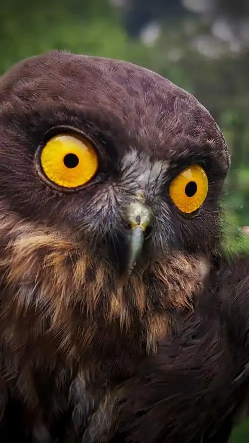 北鹰鸮萌萌的大眼睛