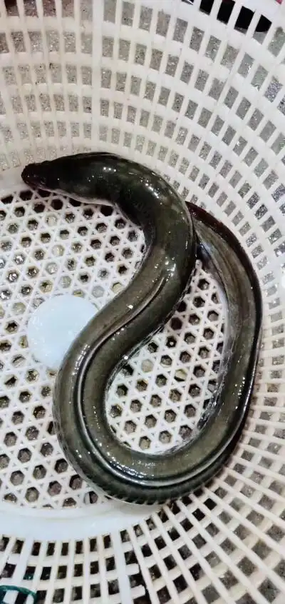 野生海鲜:东山岛深海鲈鳗,肉质细嫩,胶质丰富,顶级品质!