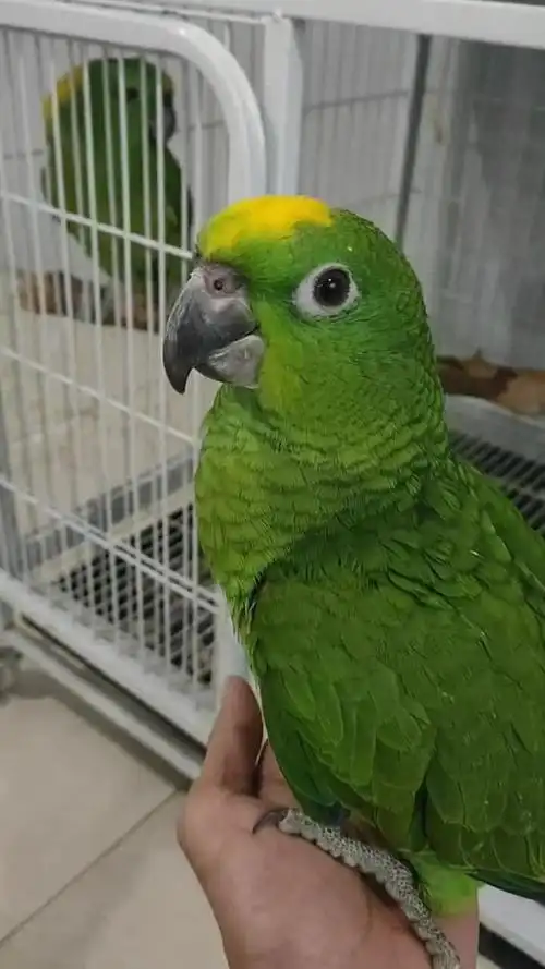 会说话的小鹦鹉,学东西非常快,基本上一教就会