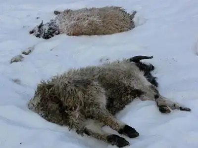 资料图:被狼群袭击后,喝干了血的羊尸