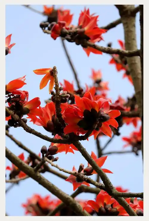 【木棉花摄影图片】生态摄影_阿凡提_太平洋电脑网摄影部落