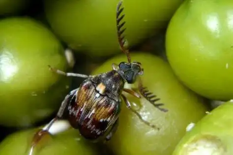 红豆生小黑虫还能吃吗