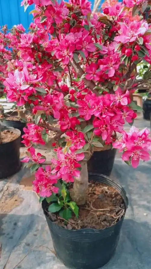 海棠贵人果和冬红果花开