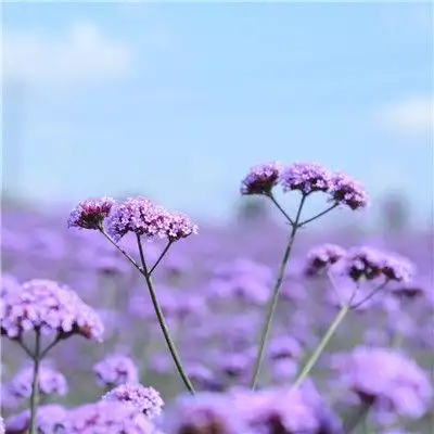 最美微信风景花草图片头像科技