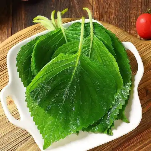 新鲜肉包特产蔬菜嫩青紫苏叶食用菜饭叶烤肉苏子叶叶菜类