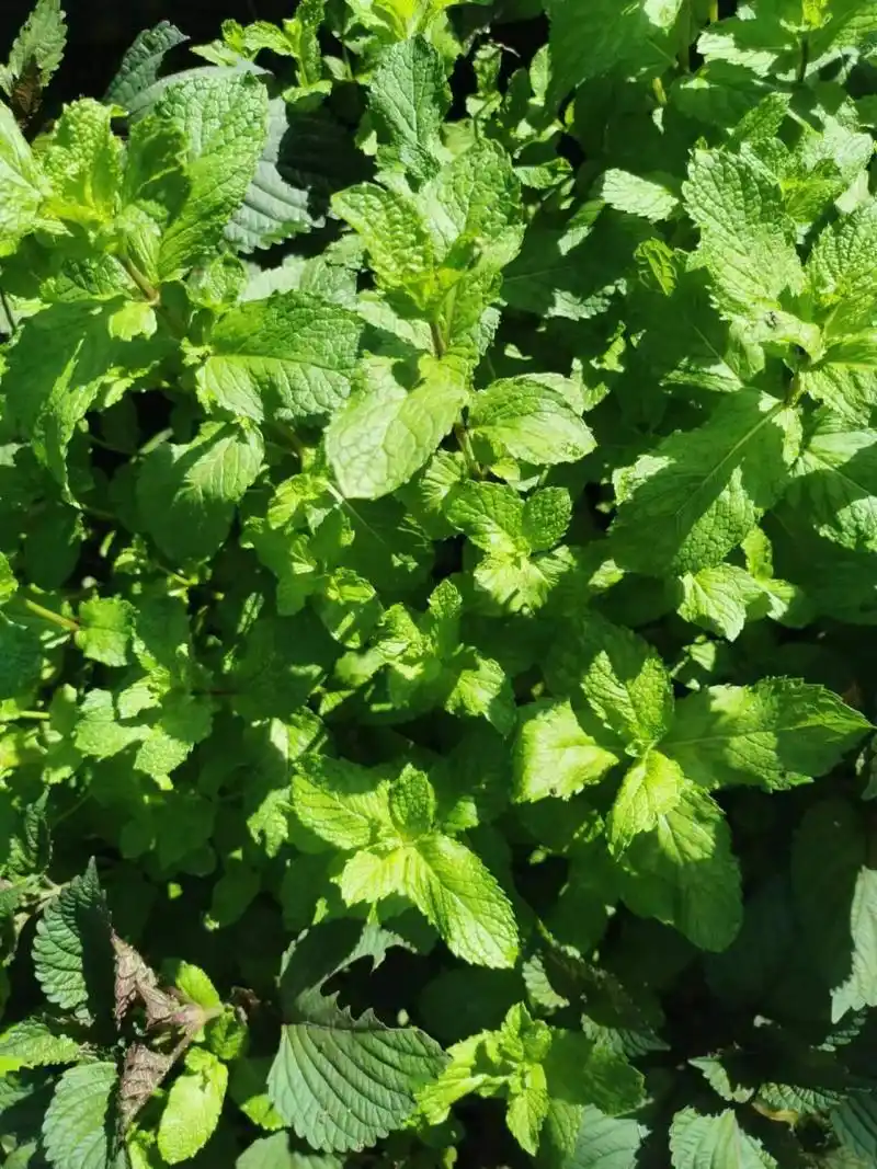 紫苏薄荷功效强大 受凉咳嗽发烧咳嗽,可用紫苏泡脚泡澡,解表散寒发汗