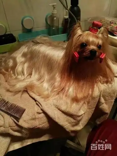 犬舍繁殖金头银背金头纲蓝约克夏幼犬 保纯种健康可测