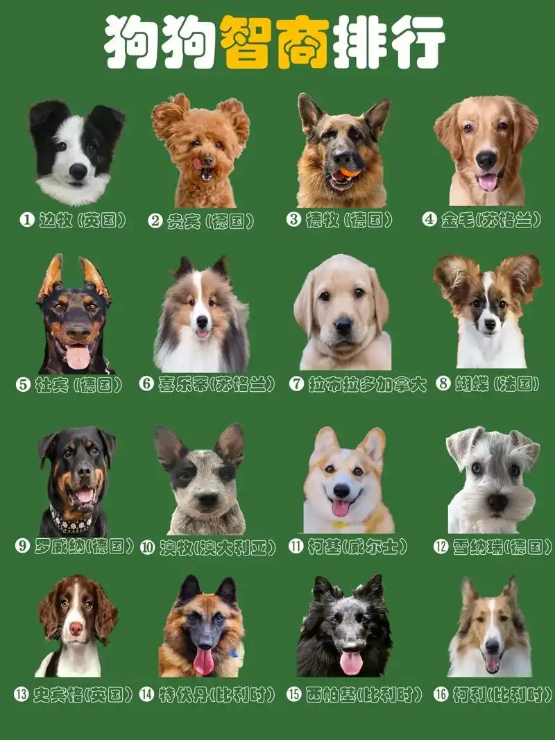 狗狗智商排行榜你知道么?你的狗狗排第几.数据来源:以上数据来 - 抖音