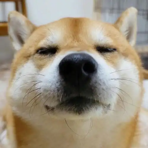 萌萌哒的狗狗头像超好看的狗狗图片6