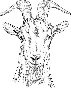 头像,山羊,矢量,隔绝