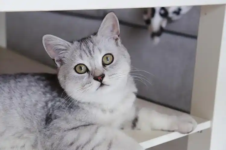 英短银渐层宝宝找新家