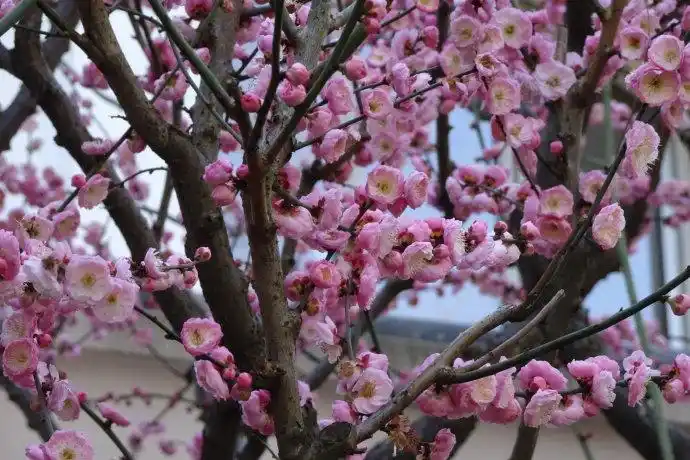 梅花佳品银红台阁