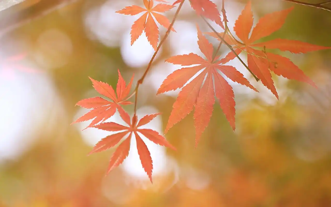 秋日枫叶唯美特写高清桌面壁纸