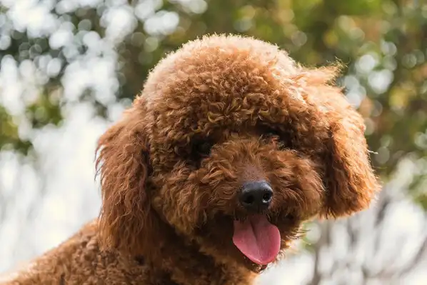 小泰迪都能学会的三个小动作,你家狗狗会吗?_主人_体型_行走