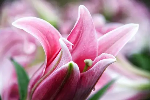 我喜欢的植物百合花