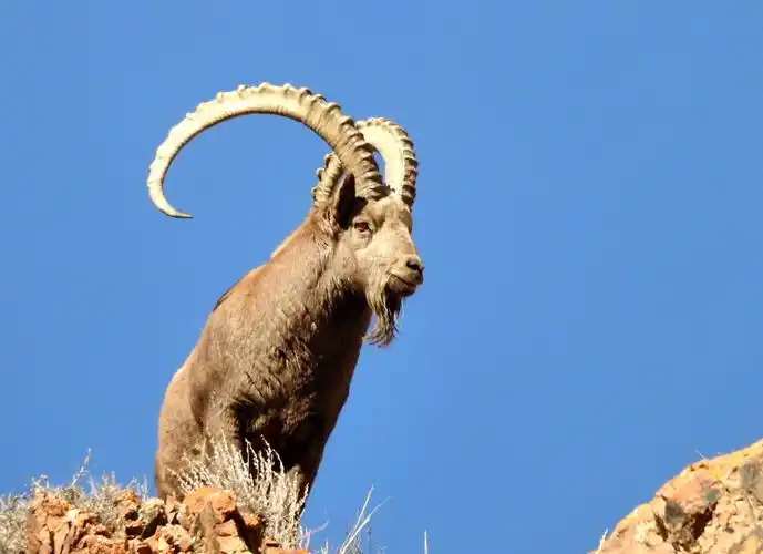 入冬四进中哈边境踏雪拍摄野生动物北山羊 - 美篇