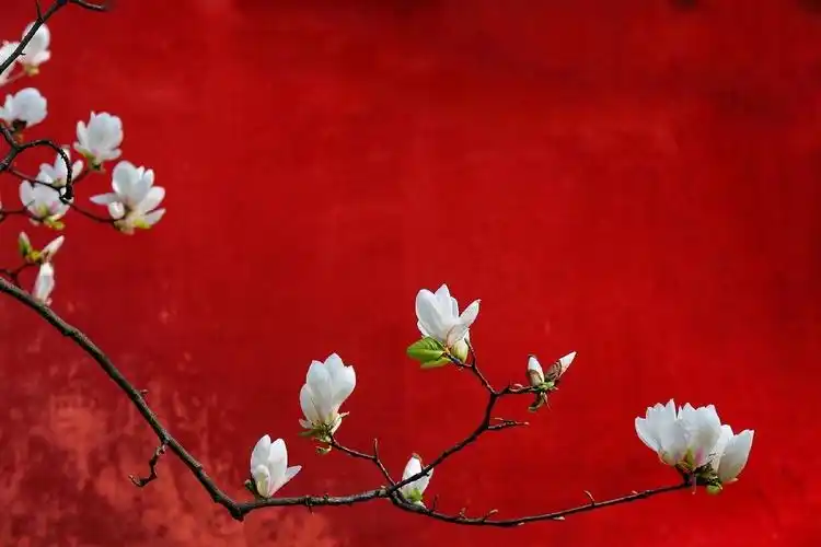红色系红墙红窗白花古风