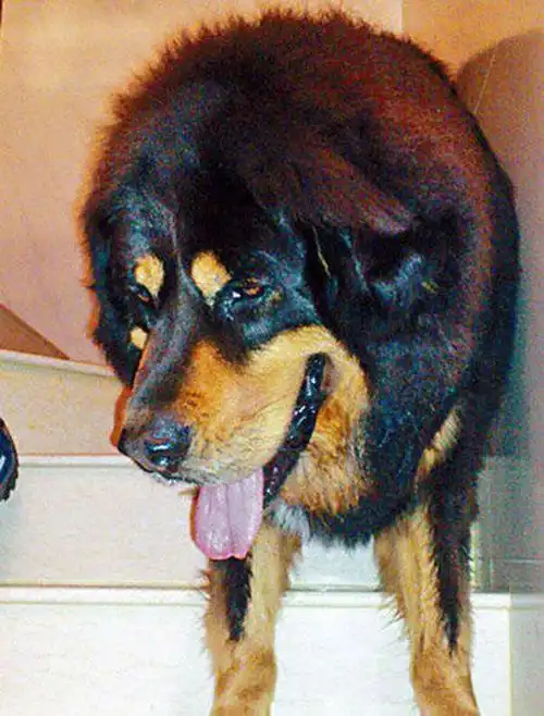 混血藏獒扑咬路人 主人须赔64万港币