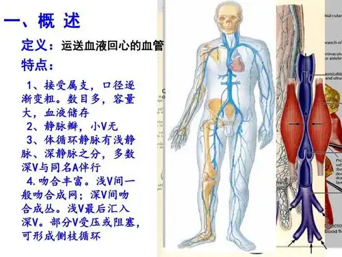 系统解剖学精品-静脉ppt课件