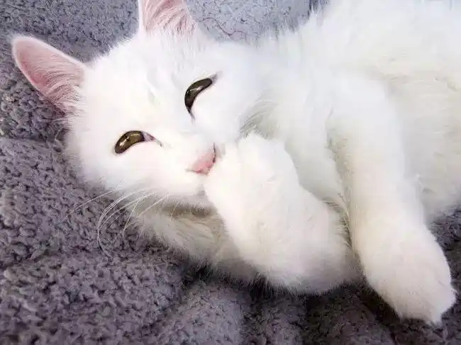 这个猫咪,你睡得也太奇葩了吧!你是想要今年的条纹爆款吗?