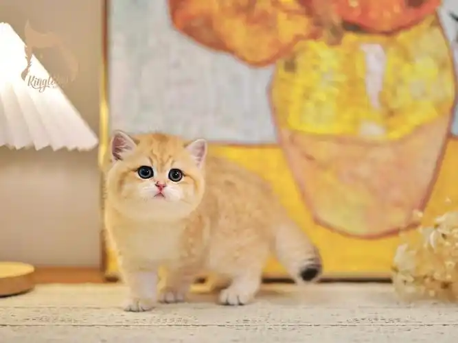 英短金渐层上半年出的短毛最满意的一只