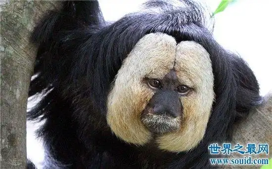 世界十大最奇怪的动物,世界上竟然存在这样的动物!