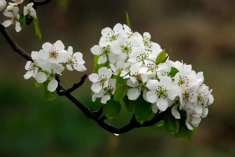 细雨蒙蒙赏梨花