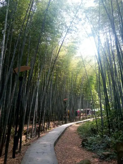 走进茶山竹海~十面埋伏