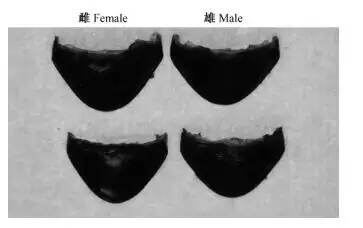 大麦虫雌雄成虫肛板形态特征fig.