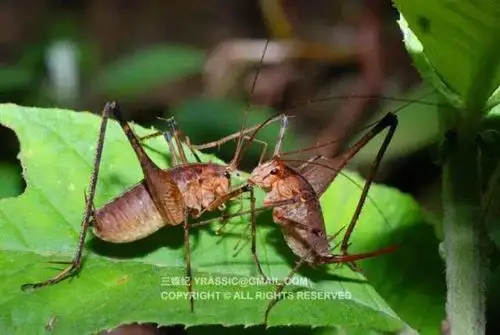 灶神的坐骑:灶台上吃碎屑的灶马(全文高能,虫恐慎入)