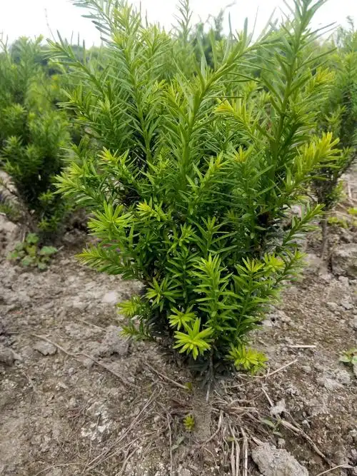 成都红鑫红豆杉种植有限公司