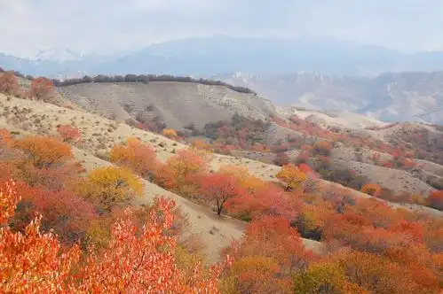 伊犁大西沟福寿山秋色